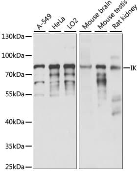 Cytokine IK Antibody