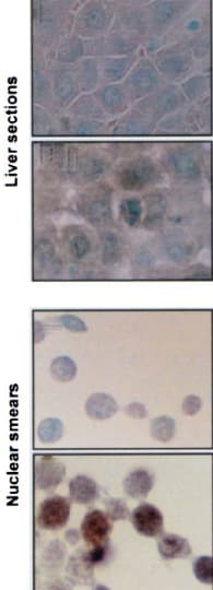 Monoclonal Mouse anti-Chicken HSPA8 / HSC70 Antibody (clone BB70, IHC, WB)