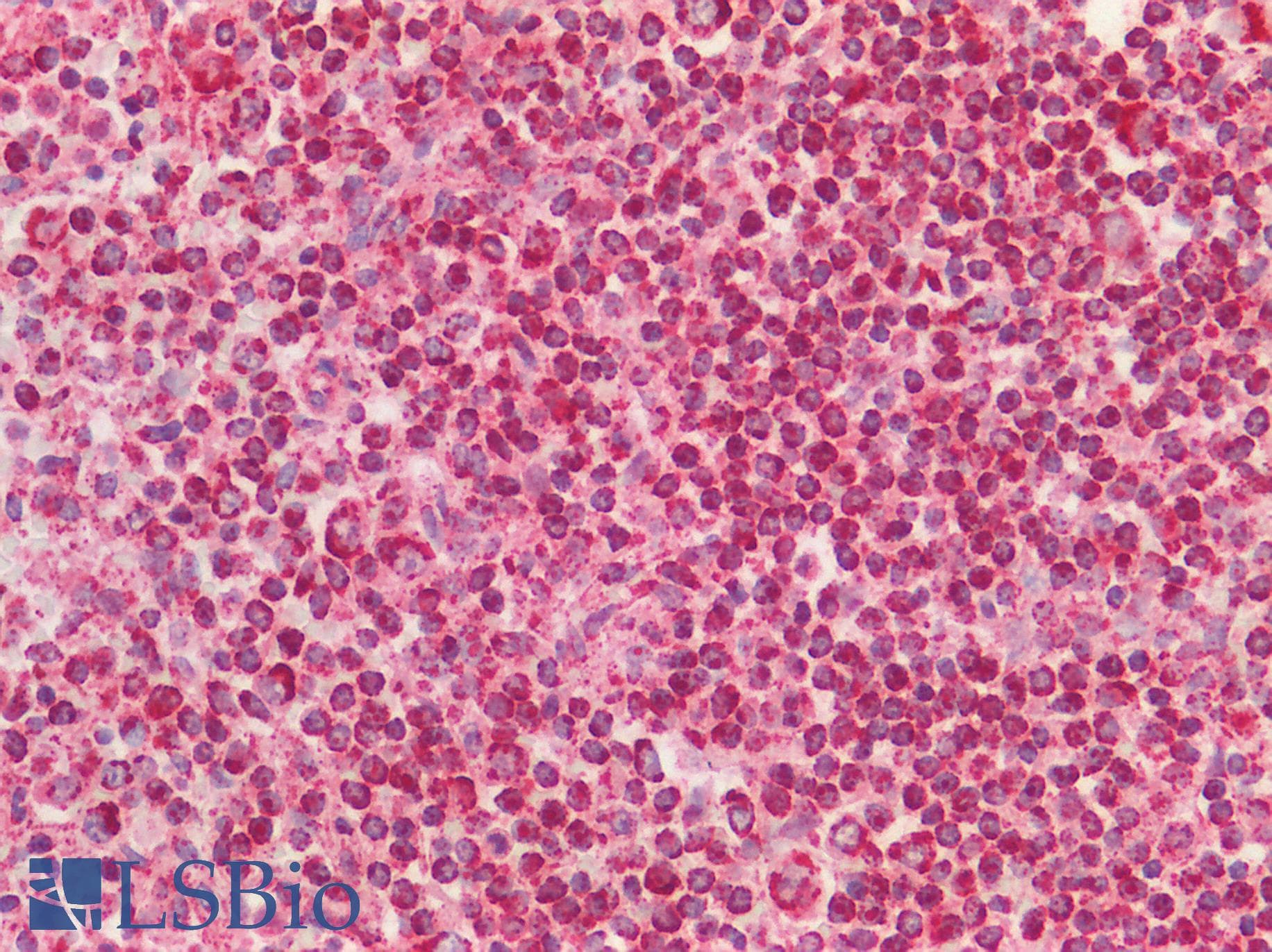 FPGS Antibody (aa265-314)