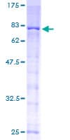 Human ALK-6 / BMPR1B Protein (Recombinant GST)