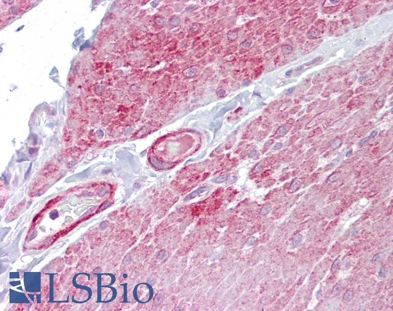 OAS1 Antibody (N-Terminus)