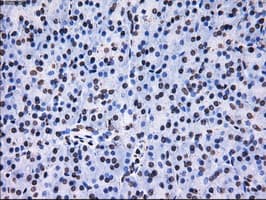 RPA2 / RFA2 / RPA34 Antibody (clone OTI1H10)
