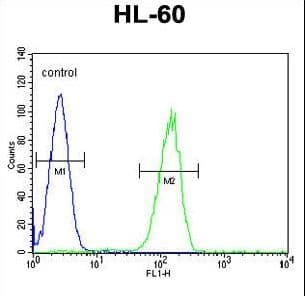GPR142 Antibody (aa86-114)