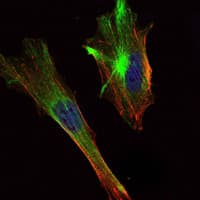 CRTC2 / TORC2 Antibody (clone 5B10)