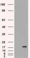 DHFR Antibody (clone OTI3A11, Carrier-free)