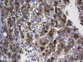 TSC22D1 / TSC22 Antibody (clone OTI4A11, Carrier-free)