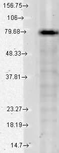 KCNQ1 / KVLQT1 Antibody (aa2-101, clone N37A/10)