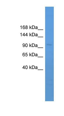 NF90 / ILF3 Antibody (aa731-780)