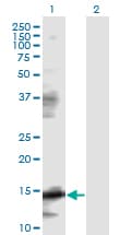 EIF5A Antibody (clone 8C1)