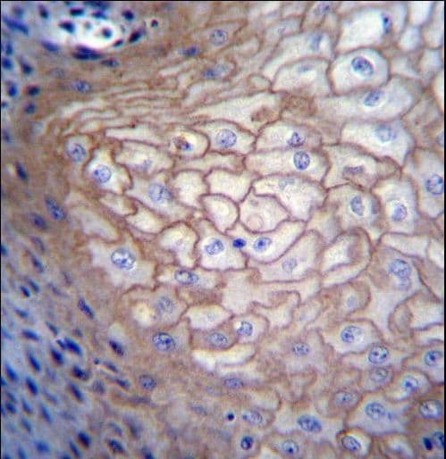 Polyclonal Rabbit anti-Human CDCA8 / Borealin Antibody (aa9-38, IHC, WB)