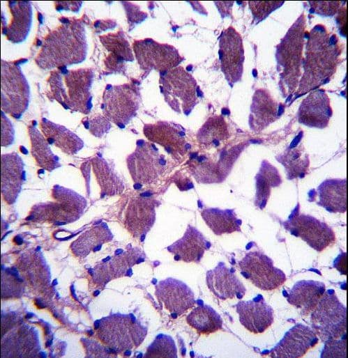 HSPA12B Antibody (aa108-136)