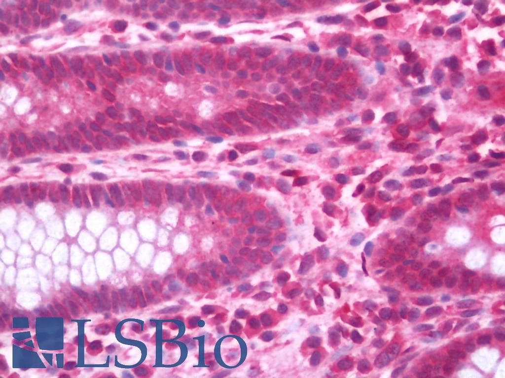 IHC-plus™ Monoclonal Mouse anti-Human XBP1 Antibody (clone 2D9, IHC, WB)