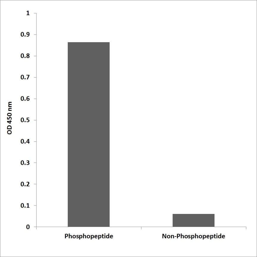 Polyclonal Rabbit anti-Human CD71 / Transferrin Receptor Antibody (phospho-Tyr20, WB)