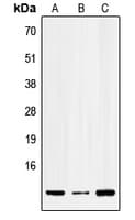 IHC-plus™ Polyclonal Rabbit anti-Human SERP1 Antibody (N-Terminus, IHC, WB)
