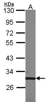 TFEC Antibody (aa1-43)