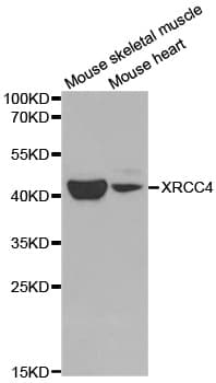 XRCC4 Antibody