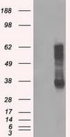 RNF144B Antibody (clone OTI3D7)