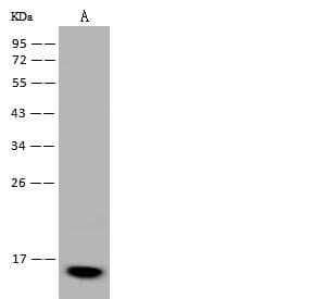FABP7 / BLBP / MRG Antibody (Preservative Free)