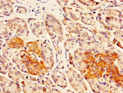Polyclonal Rabbit anti-Human DLK1 / Pref-1 Antibody (WB)