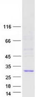 Human PMS2L3 Protein (Recombinant Myc-DDK (Flag))