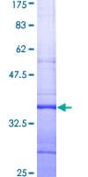 Human KCNH2 / HERG Protein (Recombinant GST, N-terminus)