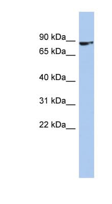 ZNF189 Antibody (C-Terminus)