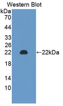 CHGA / Chromogranin A Antibody (aa24-154, APC)