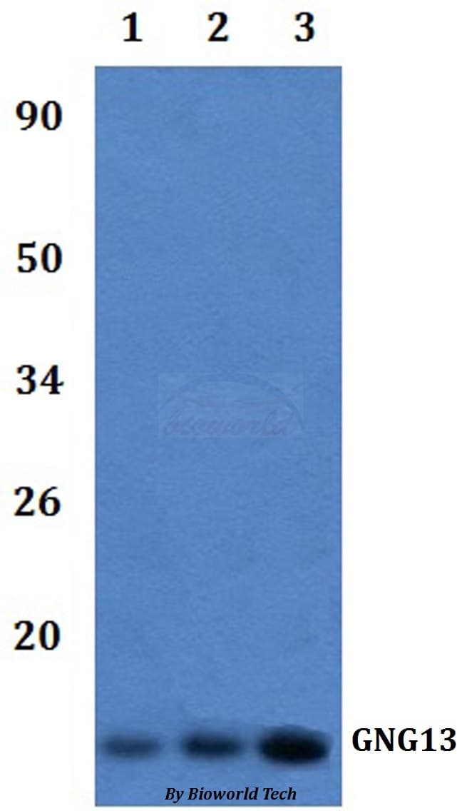 GNG13 Antibody