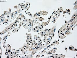 NRBP1 / NRBP Antibody (clone OTI2A5)