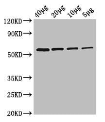 Glycerol Kinase Antibody (Biotin)