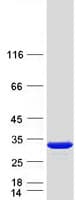 Human PRTFDC1 / HHGP Protein (Recombinant Myc-DDK (Flag))