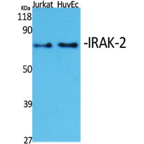 IRAK2 / IRAK-2 Antibody (Internal)