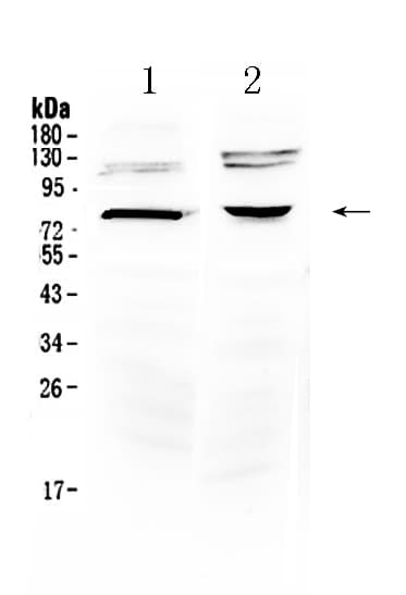 DVL3 / Dishevelled 3 Antibody
