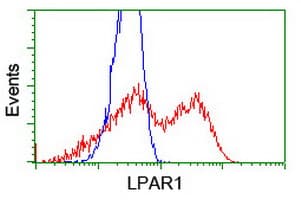 LPAR1 / LPA1 / EDG2 Antibody (clone OTI1G6)