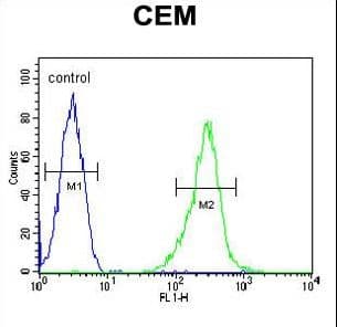 KCNV1 / Kv8.1 Antibody (aa137-166)