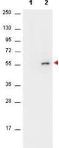 AKT1 Antibody (phospho-Ser473, clone 17F6.B11)