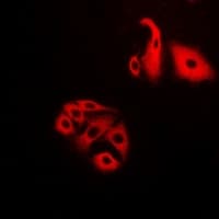 NFS1 Antibody