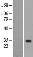 TAF9B Protein (Over-Expression Lysate Myc-DDK (Flag))
