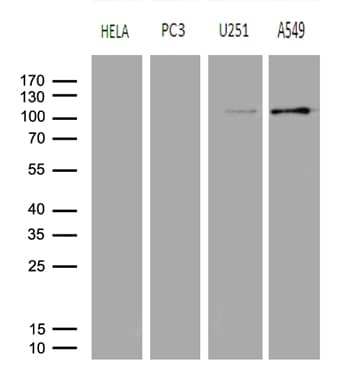 AFAP1 / AFAP Antibody (clone OTI2A11)