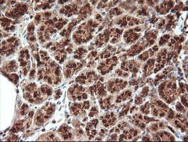 KLK8 / Kallikrein 8 Antibody (clone OTI2A5, Carrier-free)