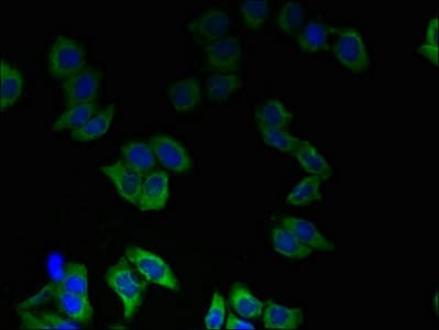 TMEM55A Antibody