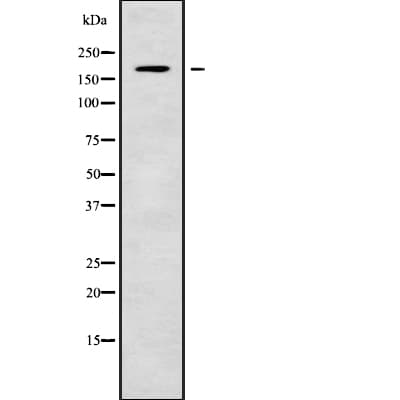USP54 Antibody