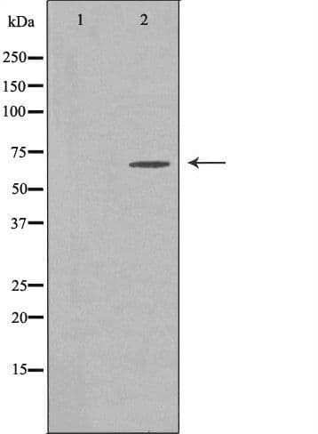 ELL / MEN Antibody