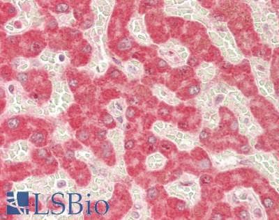 SEC61B Antibody (N-Terminus)