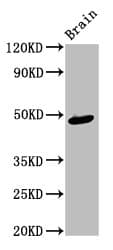 Ameloblastin / AMBN Antibody