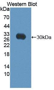 ABCC10 Antibody (aa1246-1492)