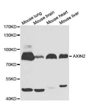 AXIN2 / Axin 2 Antibody