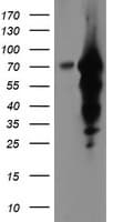 EPN2 Antibody (clone OTI1F1)