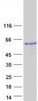 Human STAC2 Protein (Recombinant Myc-DDK (Flag))