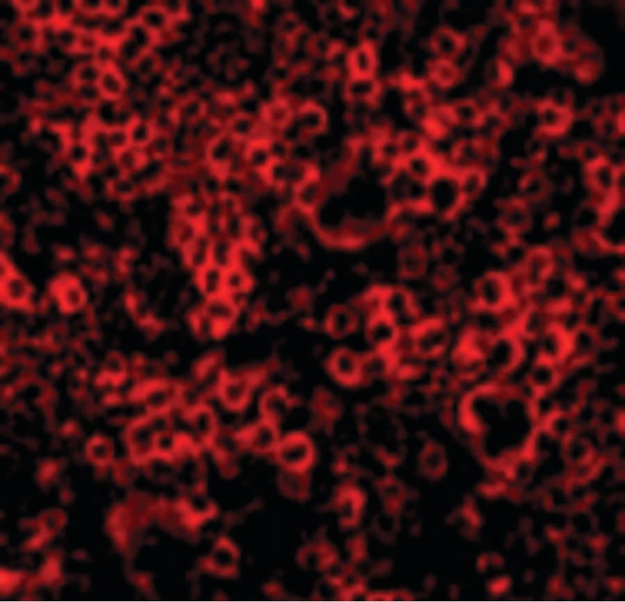 IHC-plus™ CASP4 / Caspase 4 Antibody